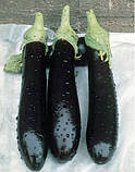ВАЛЕНТИНА F1 — насіння баклажана, Seminis, фото 3