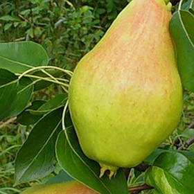 Груша Амфора (зимова)