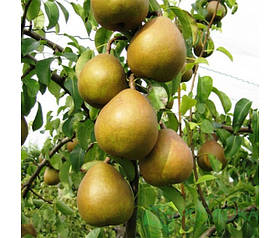 Груша Анжеліс (зимова)