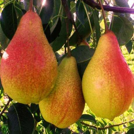 Груша Аббат Феттель (зимова), фото 1