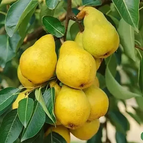 Груша Надія (осіння), фото 1