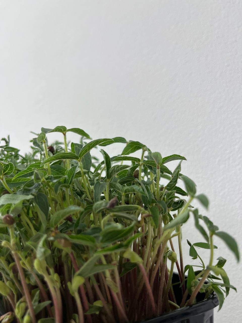 Мікрозелень машу, фото 1