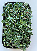 Мікрозелень Редиски