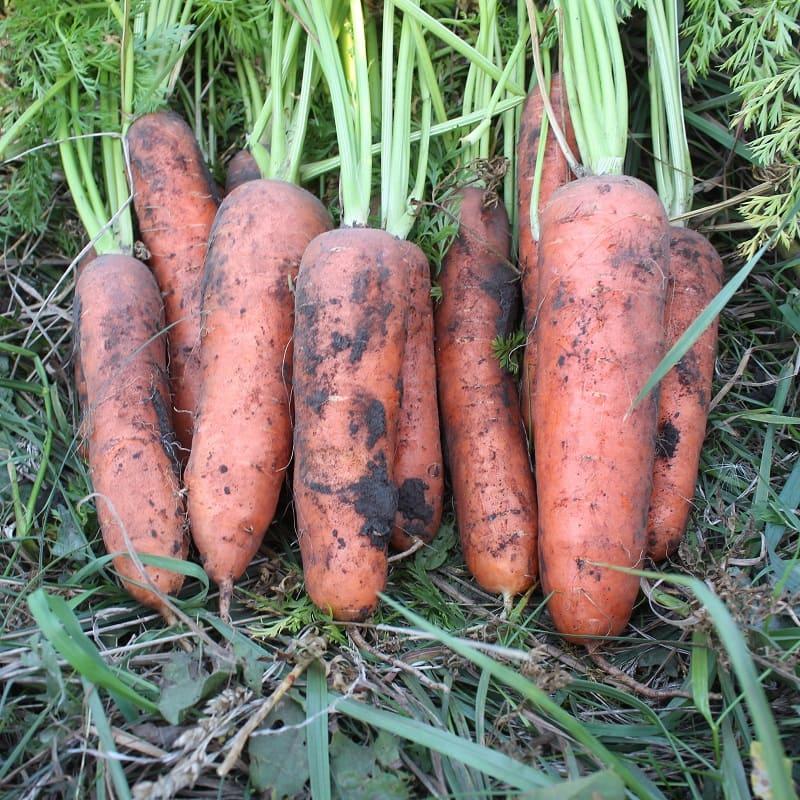 Насіння моркви Нью Курода 1,4-1,8 (500 г) Bakker Brothers, фото 1