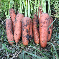 Насіння моркви Нью Курода 1,4-1,8 (500 г) Bakker Brothers