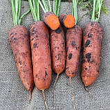 Насіння моркви Нью Курода 1,4-1,8 (500 г) Bakker Brothers, фото 2