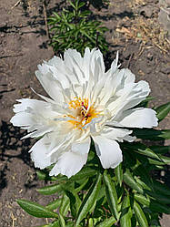 Півонія кактусоподібна Lois Kelsey корінь 3+ вічок