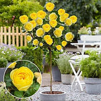 Троянда на штамбі "Каталіна" (Catalina)