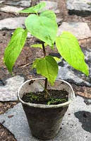 Катальпа бігнонієподібна. У контейнерах д5.