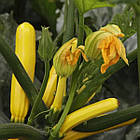 Кабачок Голден Глорі F1 Syngenta/Нідерланди 5 шт, фото 3