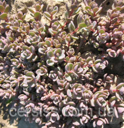 Очиток седум Еверса мінор в горщику Sedum ewersii, фото 1