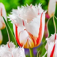 Тюльпан бахромчастий Salsa (Сальса) 3 цибулинки