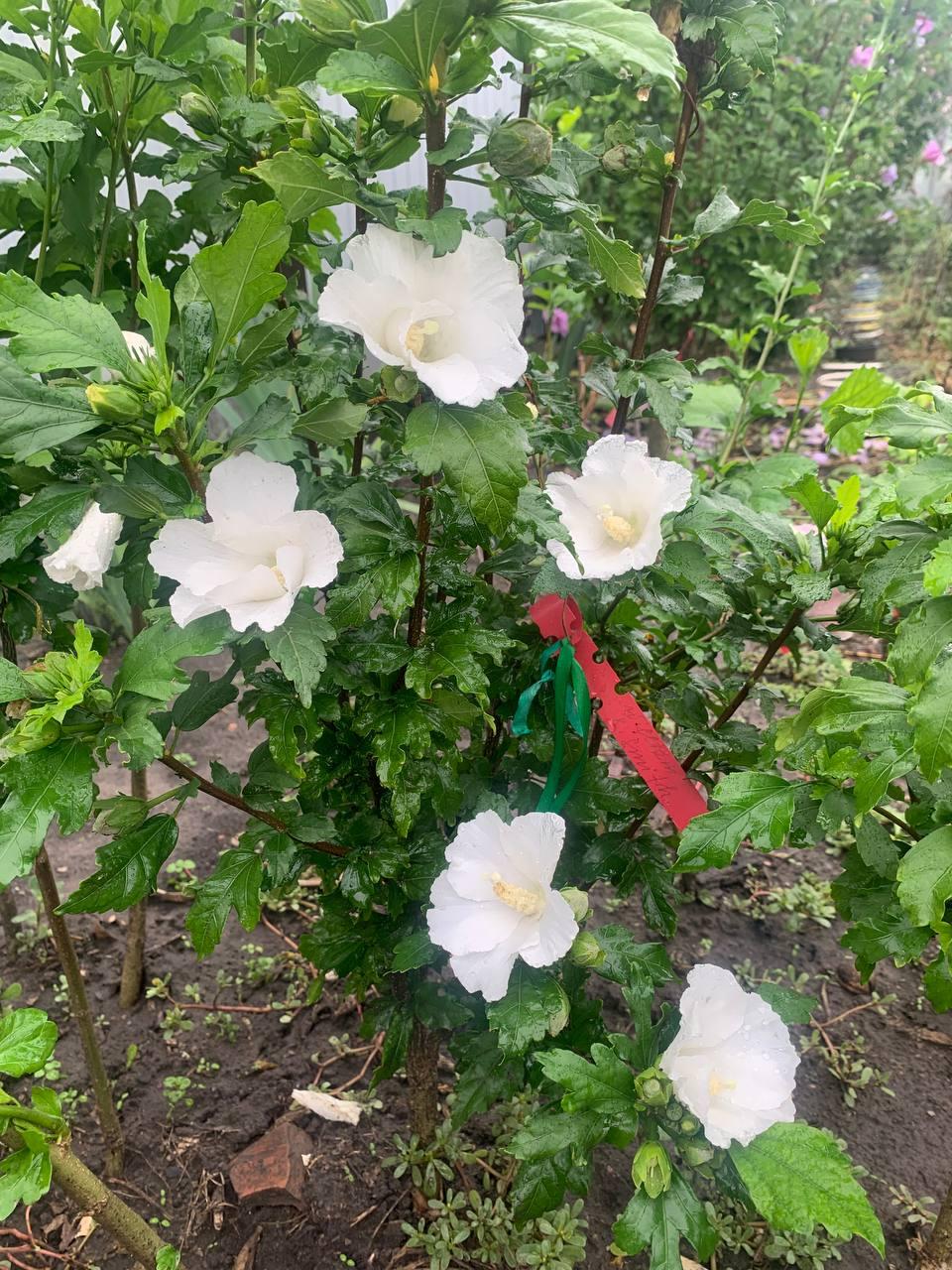 Гібіскус деревовидний  дерево чотирирічне  William R. Smith  1 шт., фото 1