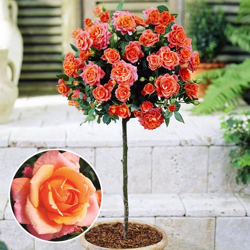 Троянда на штамбі "Лолліпоп" (Lollypop), фото 1