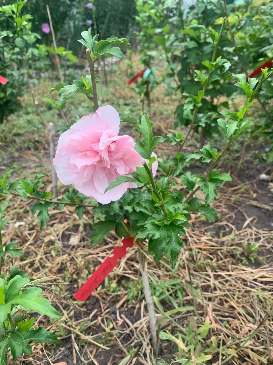 Саджанець щеплений дворічний Pink Chiffon 1 шт., фото 1