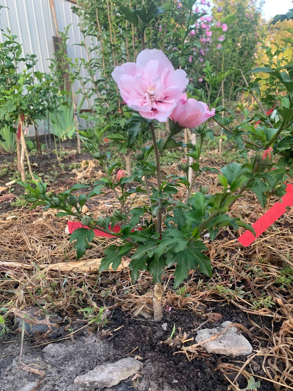 Саджанець щеплений дворічний Pink Chiffon 1 шт., фото 1