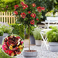 Троянда на штамбі "Абракадабра"