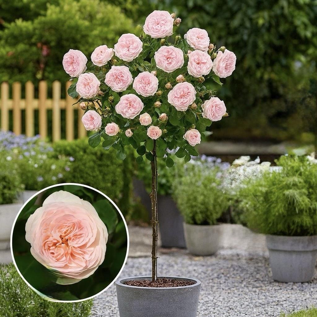 Троянда на штамбі «Помпон Фловер Циркус», фото 1