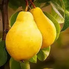 Саджанці груші “Лимонка”