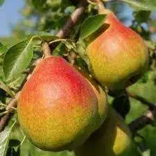 Груша “Вікторія”