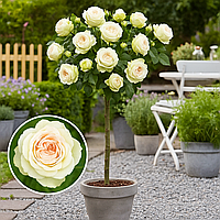 Троянда на штамбі  «Пінк Атена»