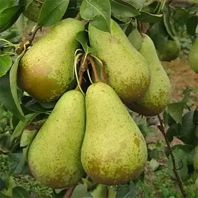 Груша “Конференція”