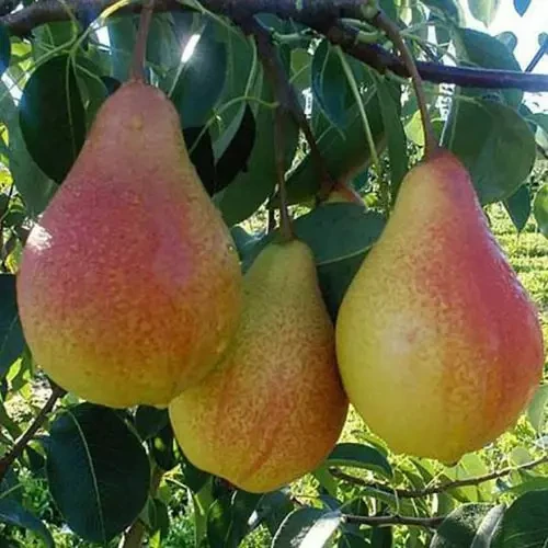 Груша Трапезниця (літня), фото 1