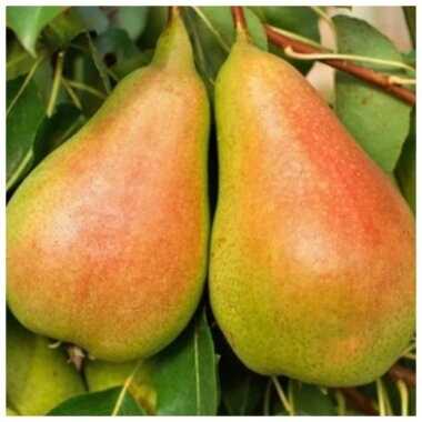 Груша Клеопатра (літня), фото 1