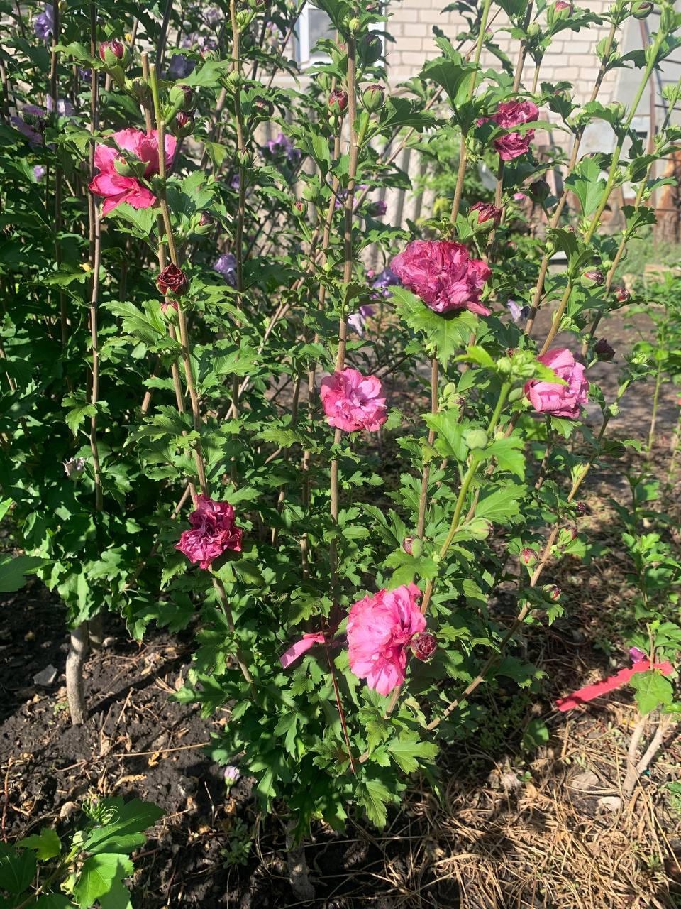 Гібіскус деревовидний  п'ятирічне дерево Duc de Brabant, фото 1