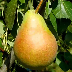 Груша Вікторія (літня)