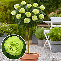 Троянда на штамбі  «Лімбо»