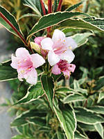 Вейгела Сплендід. У контейнерах 0.5 л.