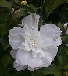 Насіння гібіскуса деревовидного White Pillar 10 шт.