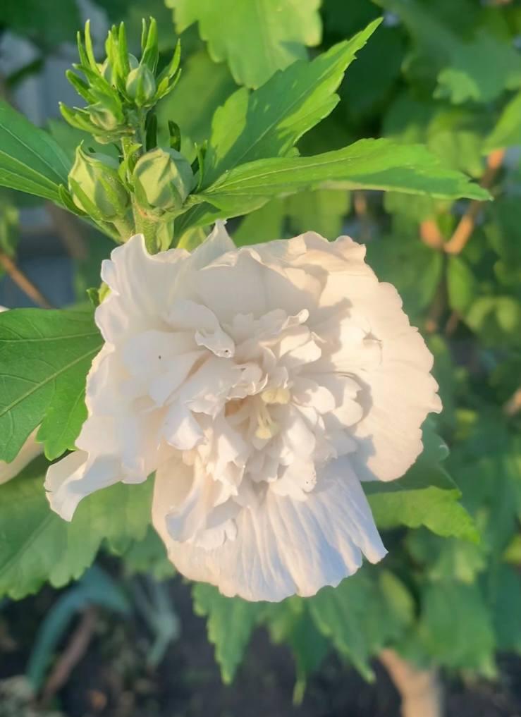 Гібіскус деревоподібний живець свіжозрізаний White Pillar 1 шт., фото 1