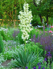 Юка нитчата 3 річна , Юка нитчатая / Юка нитчатая, Yucca filamentosa, фото 3