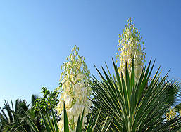 Юка нитчата 3 річна , Юка нитчатая / Юка нитчатая, Yucca filamentosa, фото 5