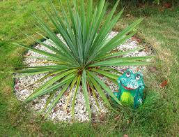 Юка нитчата 3 річна , Юка нитчатая / Юка нитчатая, Yucca filamentosa, фото 6