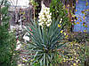 Юка нитчата 3 річна , Юка нитчатая / Юка нитчатая, Yucca filamentosa, фото 6
