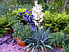 Юка нитчата 3 річна , Юка нитчатая / Юка нитчатая, Yucca filamentosa, фото 7