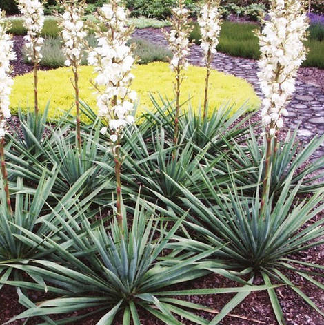 Юка нитчата 3 річна , Юка нитчатая / Юка нитчатая, Yucca filamentosa, фото 1
