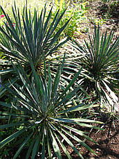 Юка нитчата 3 річна , Юка нитчатая / Юка нитчатая, Yucca filamentosa, фото 4