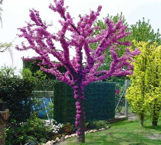 Церціс канадський 3 річний, Церсис канадський / иудово дерево, Cercis canadensis, фото 1