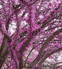 Церціс канадський 2 річний, Церсис канадский / иудово дерево, Cercis canadensis, фото 4