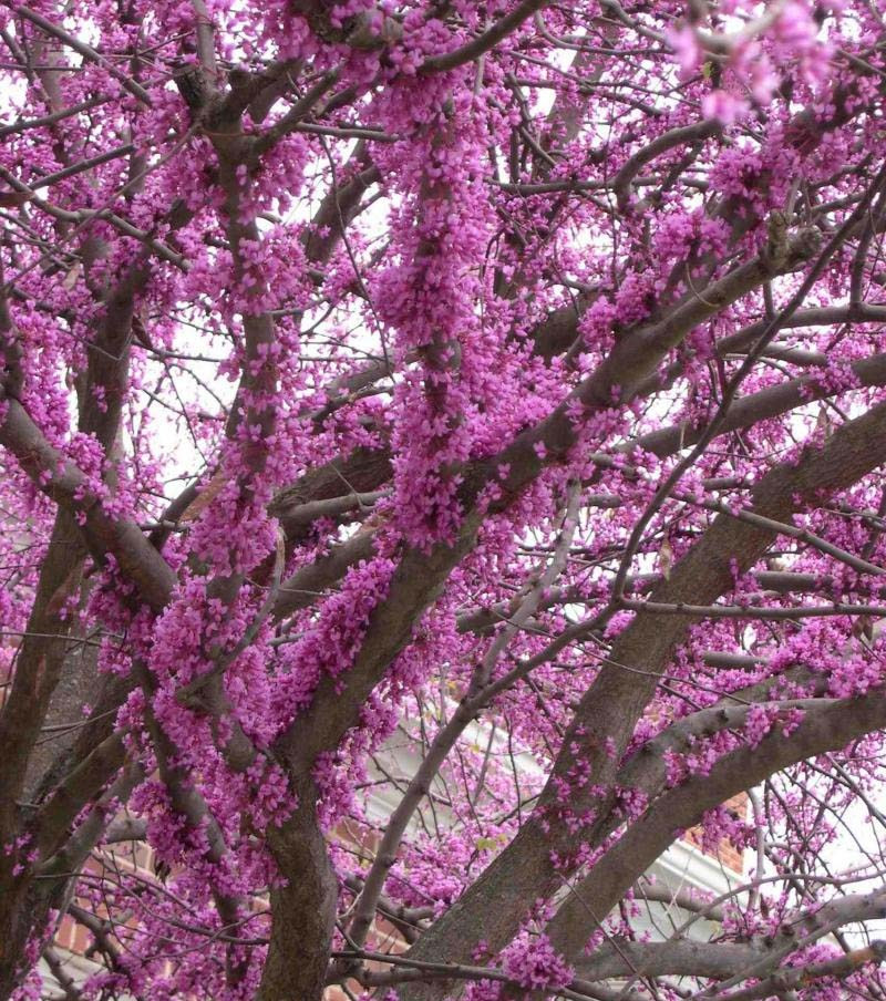 Церціс канадський 2 річний, Церсис канадский / иудово дерево, Cercis canadensis - фото 3 - id-p477850021