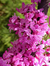 Церціс канадський 2 річний, Церсис канадский / иудово дерево, Cercis canadensis, фото 5