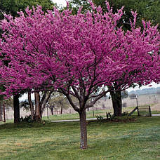 Церціс канадський 3 річний, Церсис канадський / иудово дерево, Cercis canadensis, фото 6