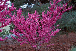 Церціс канадський 3 річний, Церсис канадський / иудово дерево, Cercis canadensis, фото 3