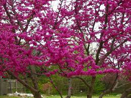 Церціс канадський 2 річний, Церсис канадский / иудово дерево, Cercis canadensis - фото 7 - id-p477850021