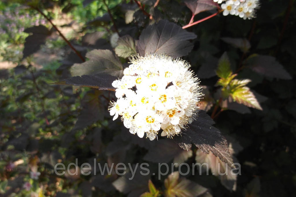 Бульбашник калінолистий "дьяболо" (сажники), фото 1