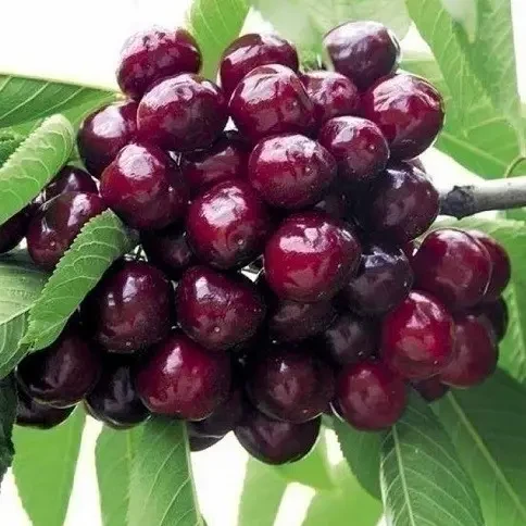 Черешня "Фольфер", фото 1